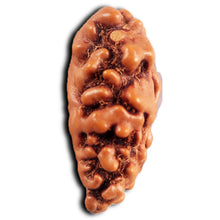 Load image into Gallery viewer, 1 Mukhi Ganesh Rudraksha from Indonesia - Bead No. 147
