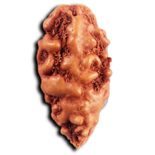 Load image into Gallery viewer, 1 Mukhi  Rudraksha from Indonesia - Bead No.148
