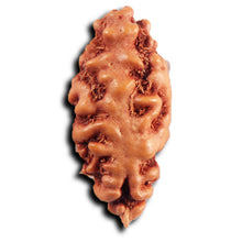 Load image into Gallery viewer, 1 Mukhi Ganesh Rudraksha from Indonesia - Bead No. 151
