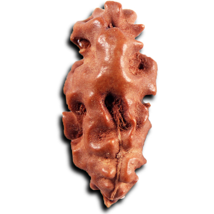 1 Mukhi Ganesh Rudraksha from Indonesia - Bead No. 152