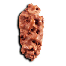 Load image into Gallery viewer, 1 Mukhi Ganesh Rudraksha from Indonesia - Bead No. 152
