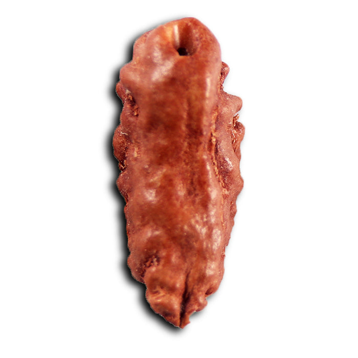 1 Mukhi  Rudraksha from Indonesia - Bead No.155