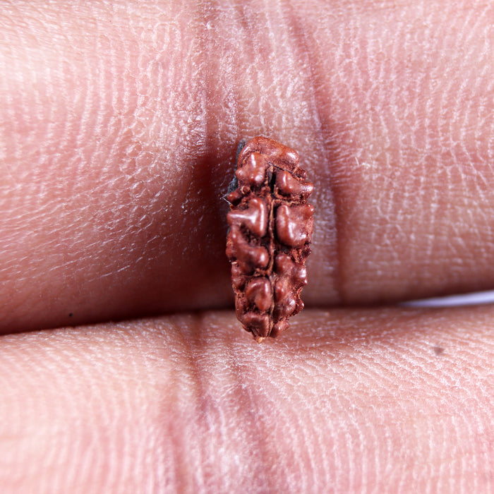 1 Mukhi  Rudraksha from Indonesia - Bead No.155