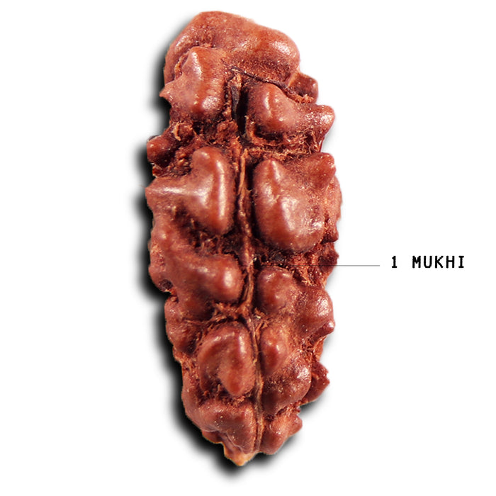 1 Mukhi  Rudraksha from Indonesia - Bead No.155