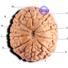Load image into Gallery viewer, 10 Mukhi Rudraksha from Indonesia - Bead No. 1
