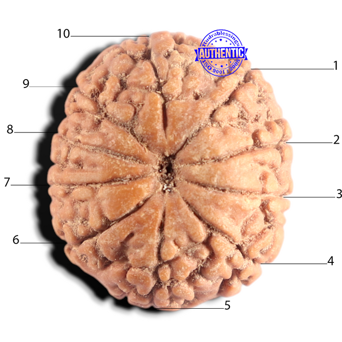 10 Mukhi Rudraksha from Indonesia - Bead No. 1