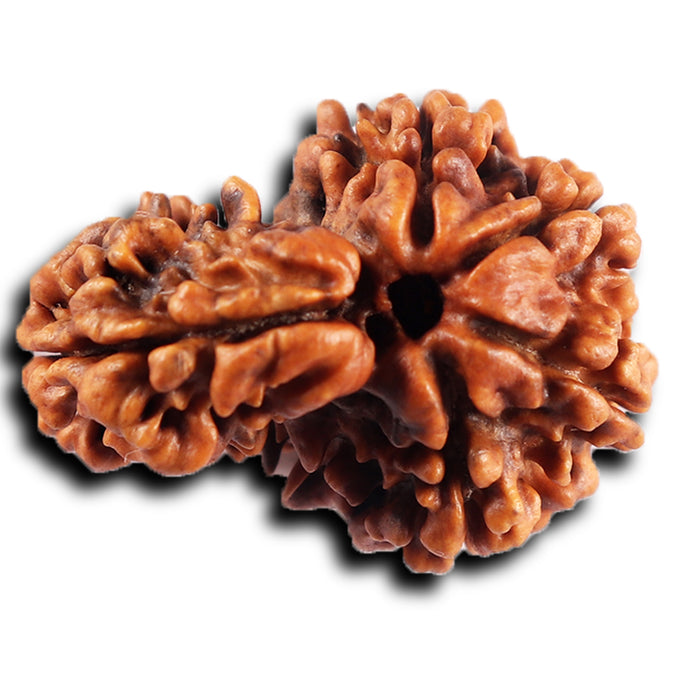 1 Mukhi Savar Rudraksha from Nepal - Bead No. 85