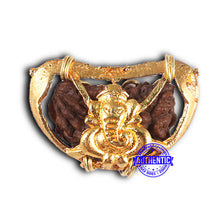 Load image into Gallery viewer, 1 Mukhi half moon shaped from India - Bead No. 338
