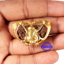 Load image into Gallery viewer, 1 Mukhi half moon shaped from India - Bead No. 338
