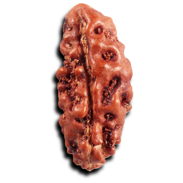 1 Mukhi Rudraksha from Indonesia - Bead No.145