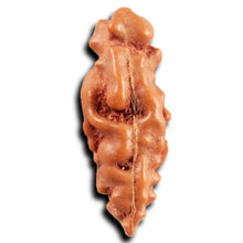Load image into Gallery viewer, 1 Mukhi  Rudraksha from Indonesia - Bead No.153

