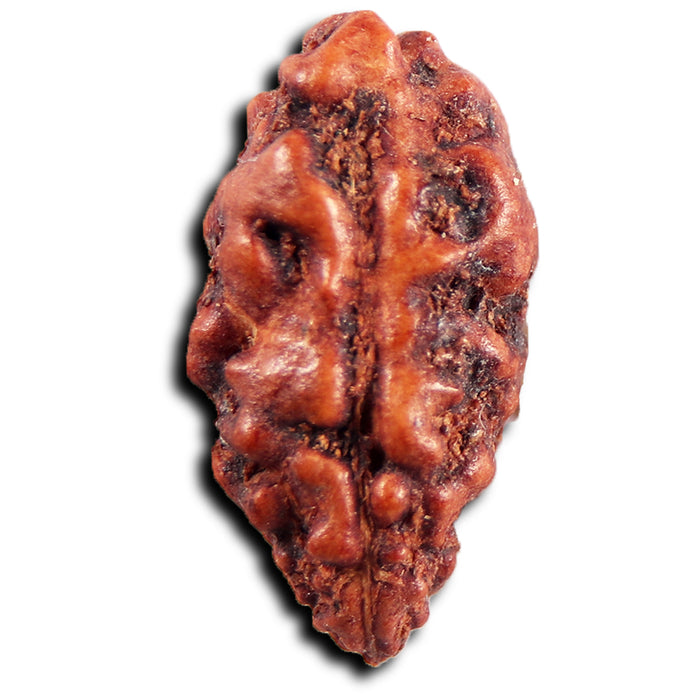 1 Mukhi  Rudraksha from Indonesia - Bead No.156