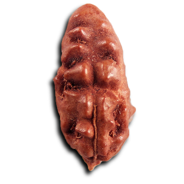 1 Mukhi  Rudraksha from Indonesia - Bead No.161