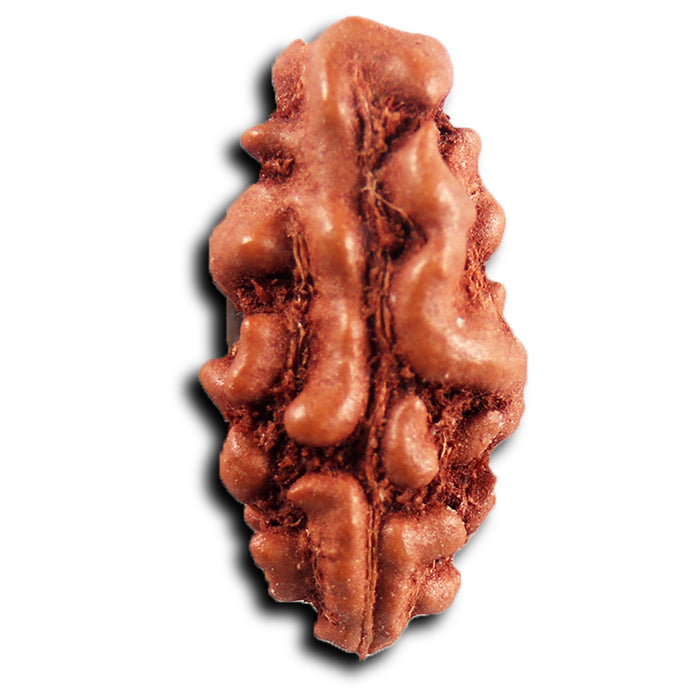 1 Mukhi  Rudraksha from Indonesia - Bead No.162