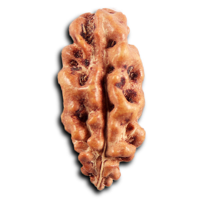1 Mukhi  Rudraksha from Indonesia - Bead No.163
