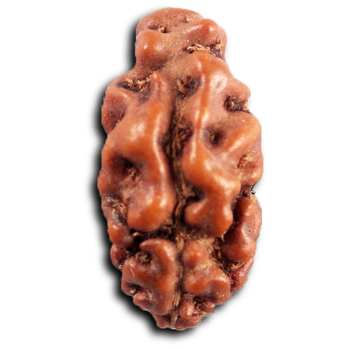 1 Mukhi  Rudraksha from Indonesia - Bead No.164