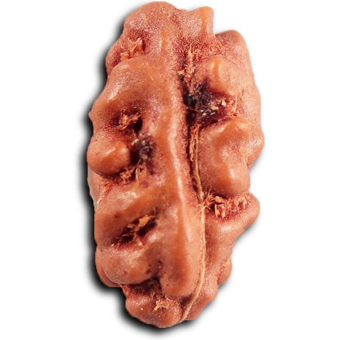 1 Mukhi  Rudraksha from Indonesia - Bead No.168