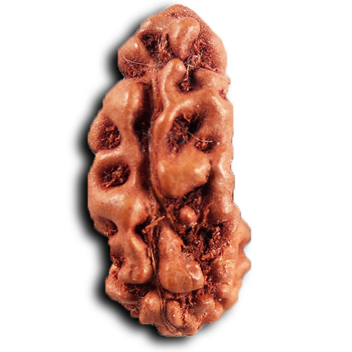 1 Mukhi  Rudraksha from Indonesia - Bead No.179