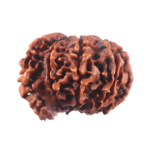 Load image into Gallery viewer, 1 Mukhi Savar Rudraksha from Nepal - Bead No. 91
