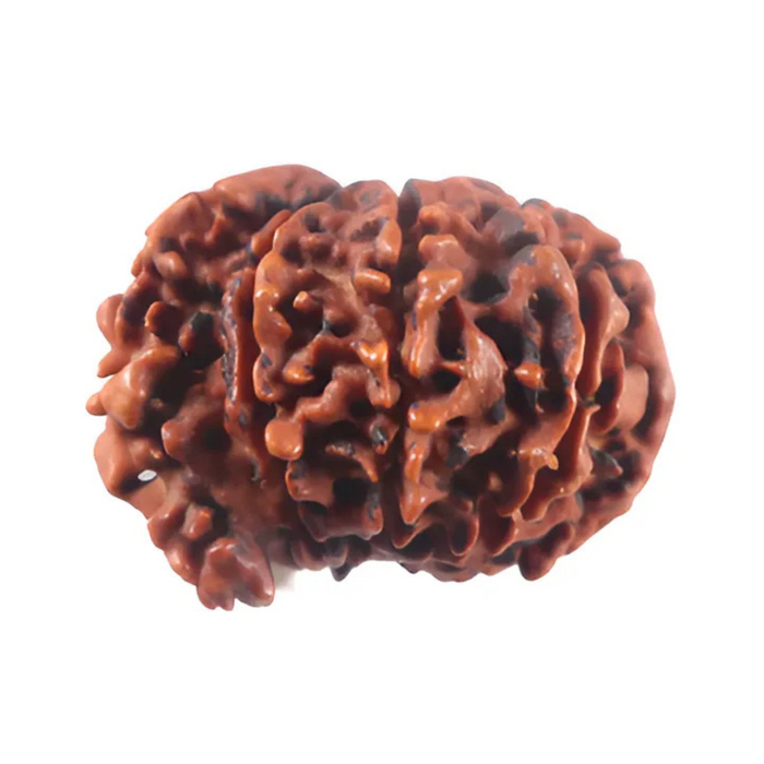 1 Mukhi Savar Rudraksha from Nepal - Bead No. 91