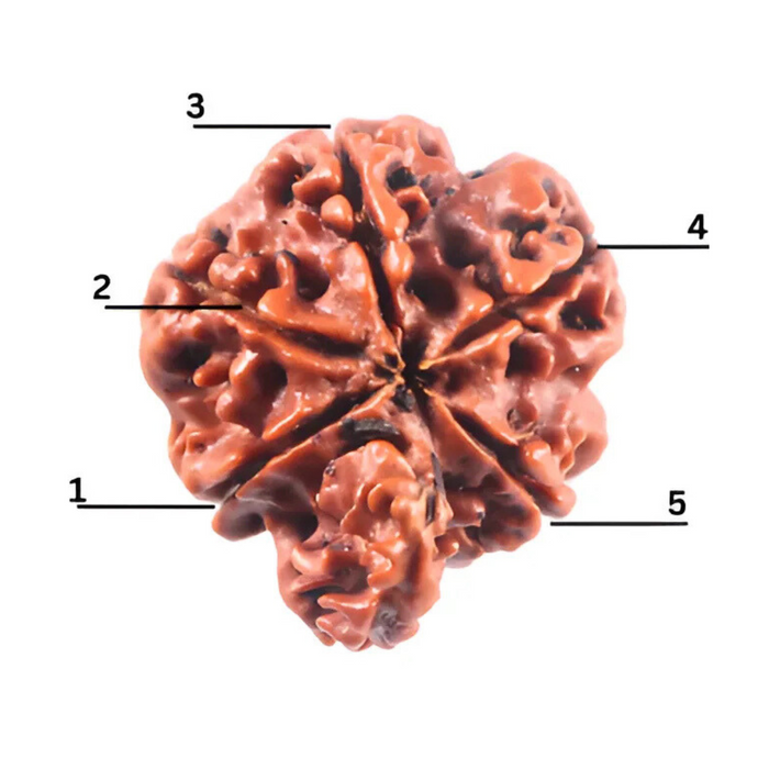 1 Mukhi Savar Rudraksha from Nepal - Bead No. 92