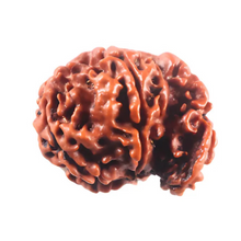 Load image into Gallery viewer, 1 Mukhi Savar Rudraksha from Nepal - Bead No. 92
