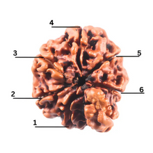 Load image into Gallery viewer, 1 Mukhi Savar Rudraksha from Nepal - Bead No. 93
