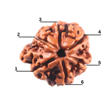 Load image into Gallery viewer, 1 Mukhi Savar Rudraksha from Nepal - Bead No. 93
