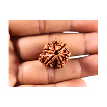 Load image into Gallery viewer, 1 Mukhi Savar Rudraksha from Nepal - Bead No. 93
