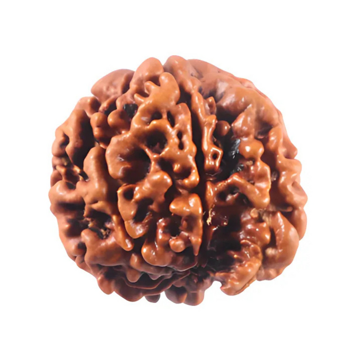 1 Mukhi Savar Rudraksha from Nepal - Bead No. 93