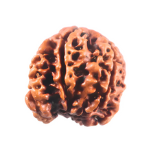 Load image into Gallery viewer, 1 Mukhi Savar Rudraksha from Nepal - Bead No. 93
