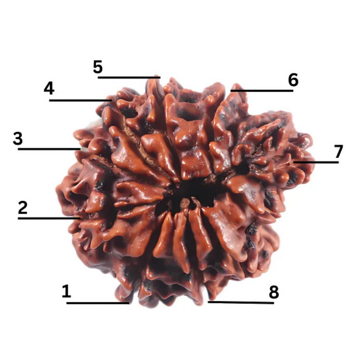 1 Mukhi Savar Rudraksha from Nepal - Bead No. 94
