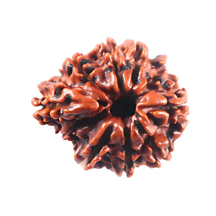 1 Mukhi Savar Rudraksha from Nepal - Bead No. 94