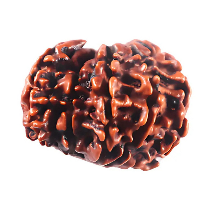 1 Mukhi Savar Rudraksha from Nepal - Bead No. 94
