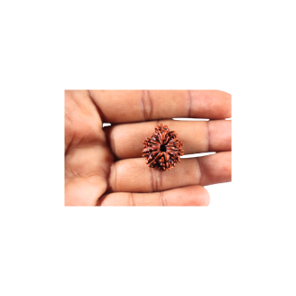 1 Mukhi Savar Rudraksha from Nepal - Bead No. 94