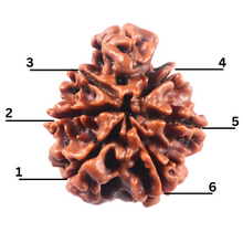 Load image into Gallery viewer, 1 Mukhi Savar Rudraksha from Nepal - Bead No. 95

