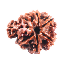 Load image into Gallery viewer, 1 Mukhi Savar Rudraksha from Nepal - Bead No. 95
