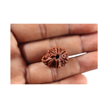 Load image into Gallery viewer, 1 Mukhi Savar Rudraksha from Nepal - Bead No. 96
