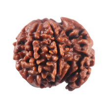 Load image into Gallery viewer, 1 Mukhi Savar Rudraksha from Nepal - Bead No. 96
