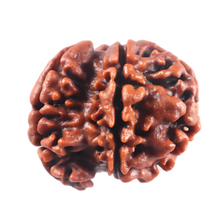Load image into Gallery viewer, 1 Mukhi Savar Rudraksha from Nepal - Bead No. 96
