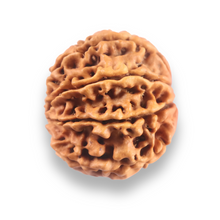 Load image into Gallery viewer, 9 Mukhi Nepalese Rudraksha - Bead No. 438
