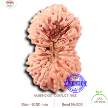 Load image into Gallery viewer, 17 Mukhi Rudraksha from Indonesia - Bead No. 203
