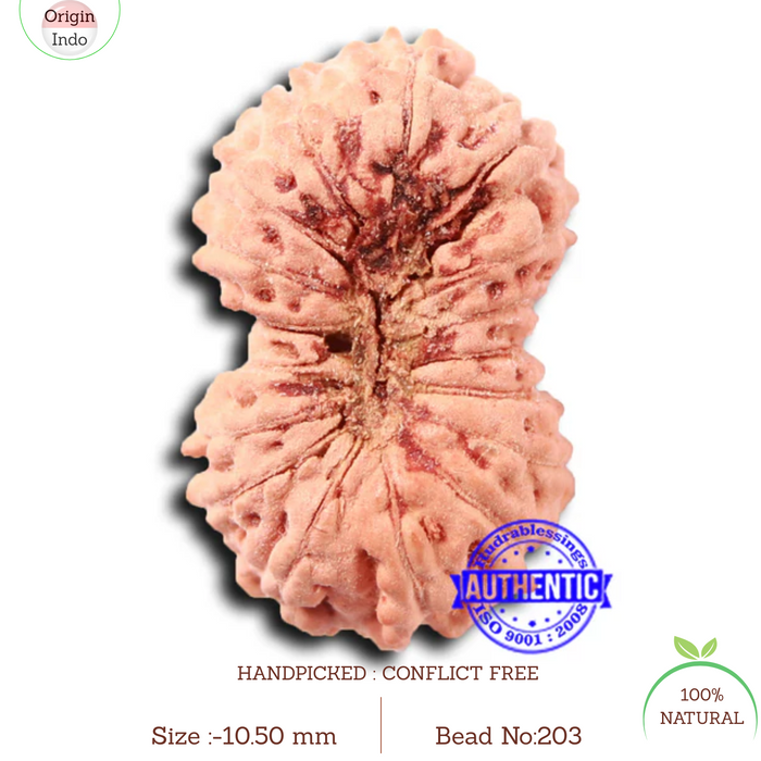 17 Mukhi Rudraksha from Indonesia - Bead No. 203