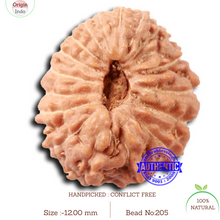 Load image into Gallery viewer, 17 Mukhi Rudraksha from Indonesia - Bead No. 205

