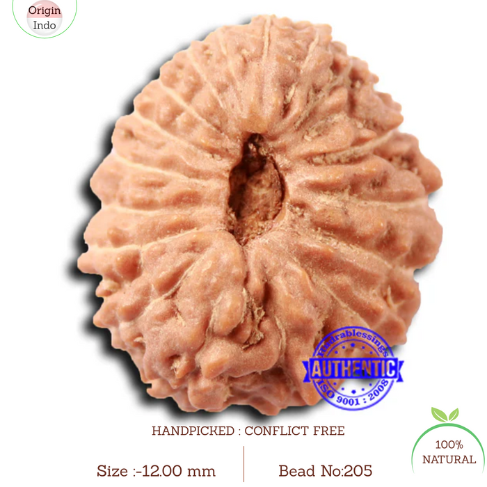 17 Mukhi Rudraksha from Indonesia - Bead No. 205