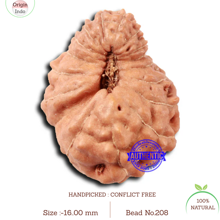 17 Mukhi Rudraksha from Indonesia - Bead No. 208