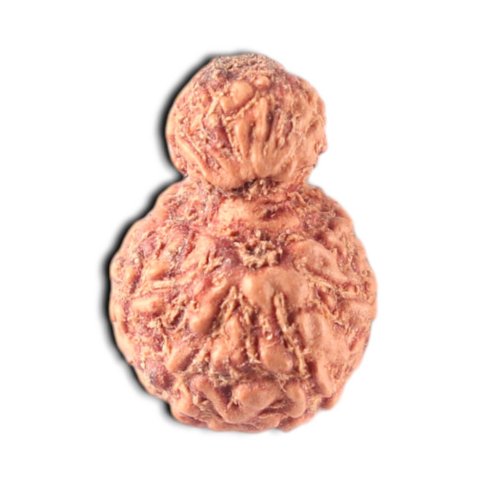 Indonesian Garbh Gauri Rudraksha - Bead No. 20
