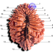 Load image into Gallery viewer, 20 Mukhi Nepalese Rudraksha - Bead No. 10
