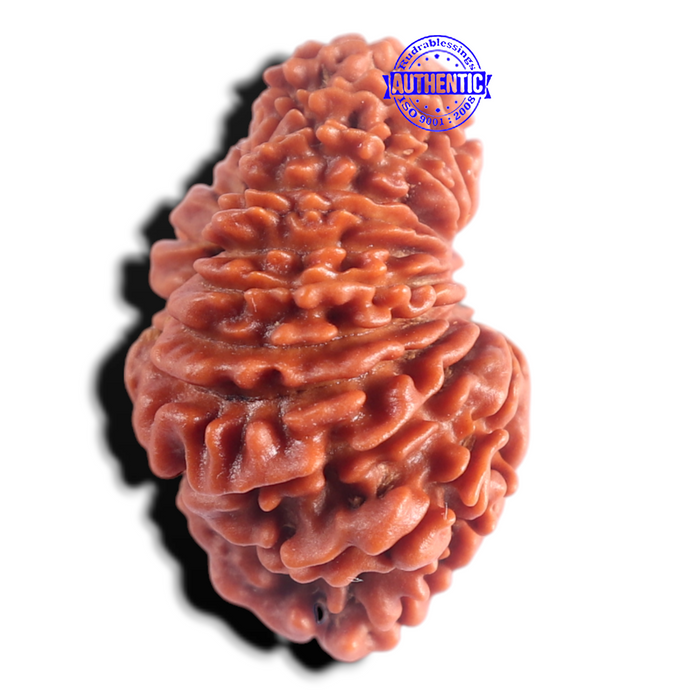 20 Mukhi Nepalese Rudraksha - Bead No. 10