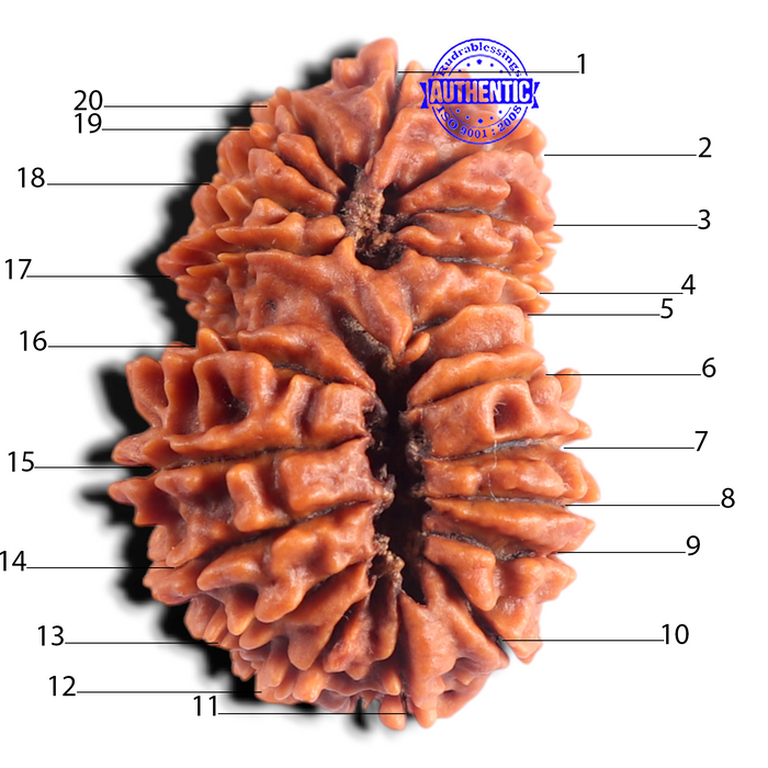 20 Mukhi Gaurishankar Nepalese Rudraksha - Bead No 11